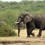 Main activities to do in Queen Elizabeth National Park