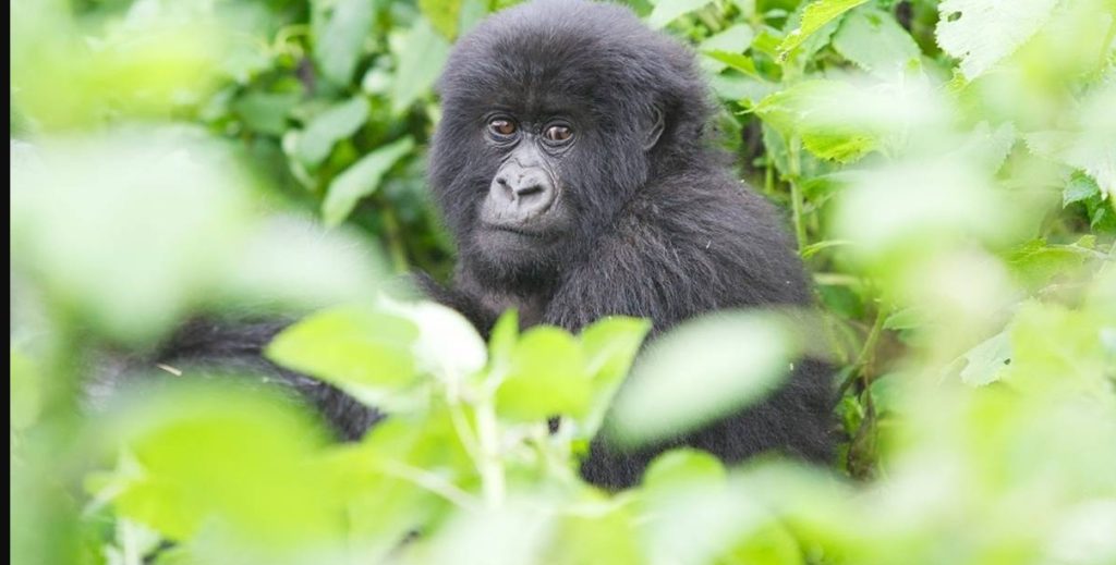 A Visitors Guide to Gorilla Permits in Uganda