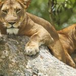 The Biodiversity of Queen Elizabeth National Park