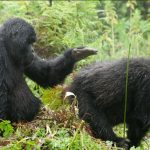 Accessing Mgahinga National Park
