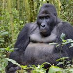 the world of gorillas in the world