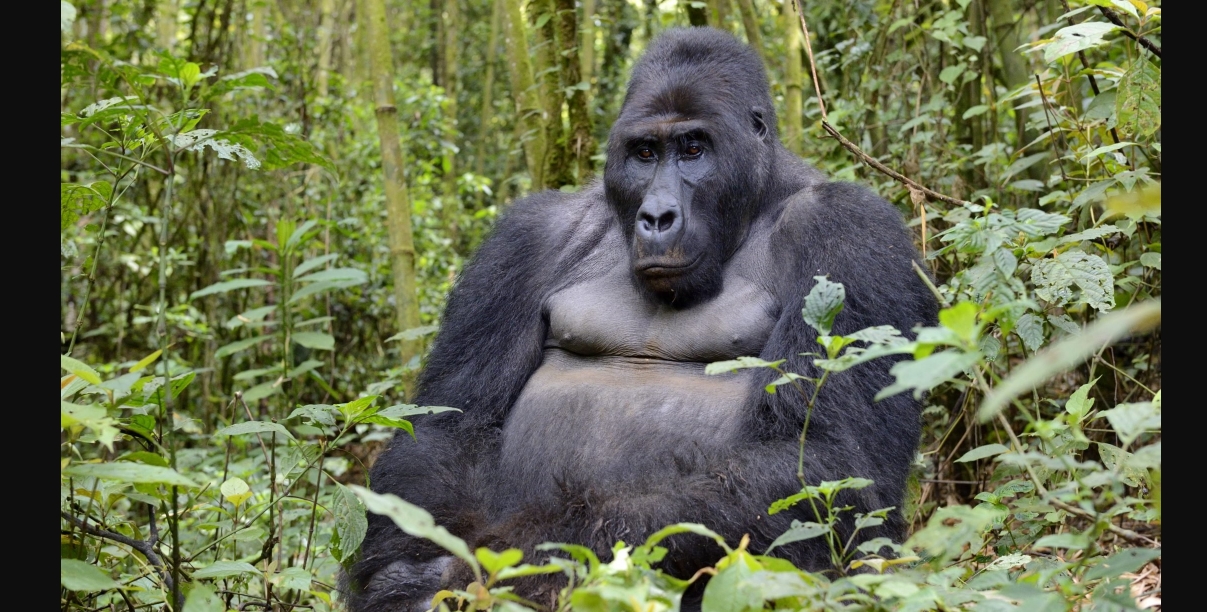 the world of gorillas in the world