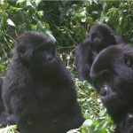 Affordable Gorilla Trekking Experience in Bwindi