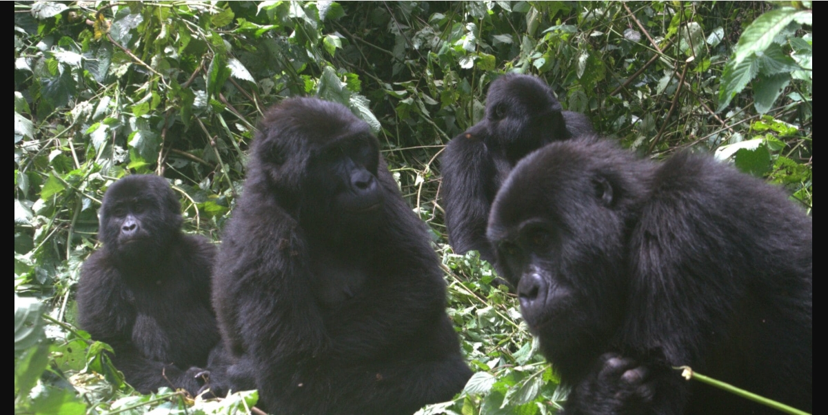 Affordable Gorilla Trekking Experience in Bwindi
