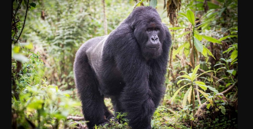 What are Gorillas?