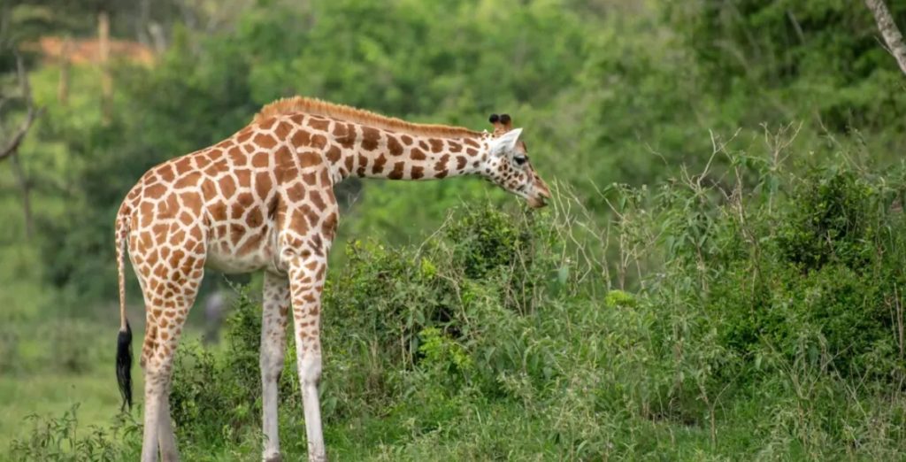 What makes Lake Mburo National Park a  must visit destination?