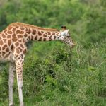 What makes Lake Mburo National Park a  must visit destination?