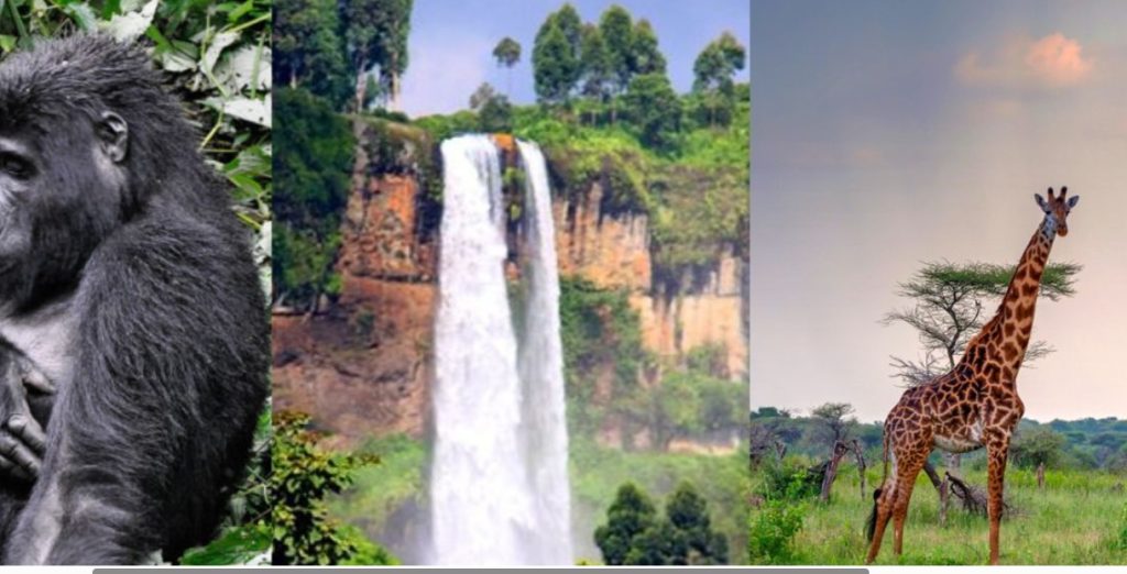 Uganda Wildlife and Cultural Experience