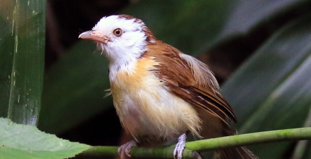 The Beautiful Red-collared Babbler