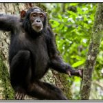 Top Things to Do in Kibale National Park