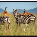 Uganda Wildlife and Safari Overview