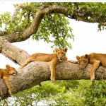 Uganda’s Queen Elizabeth National Park