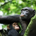 What you Should Know About Chimpanzee Trekking in Kibale