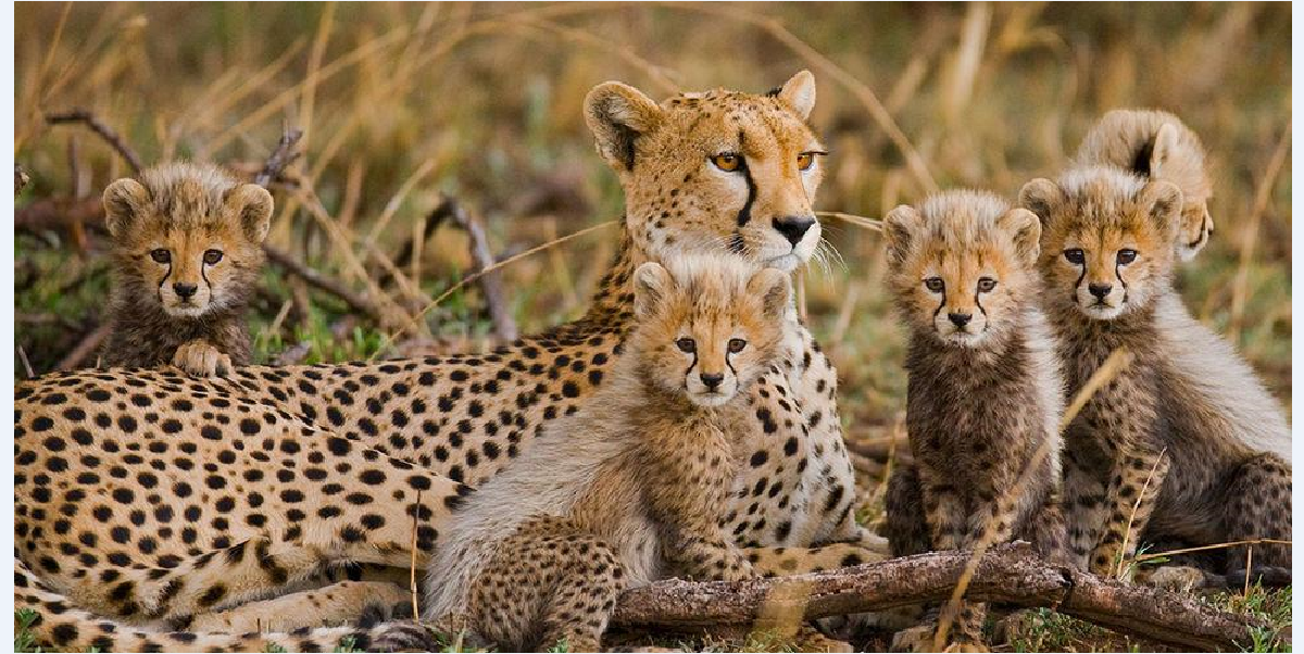 Why Uganda is a must-visit wildlife destination in Africa