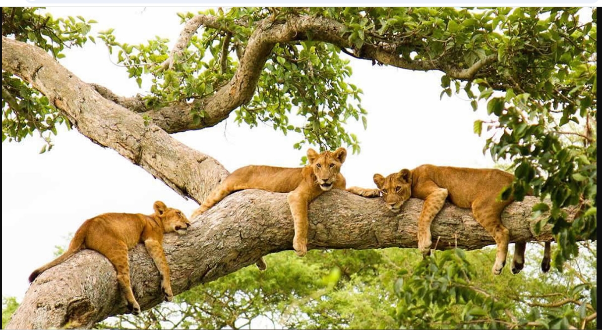 3 Days queen Elizabeth National Park, 800 USD per person